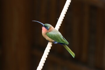 Beautiful funny colorful bird – Germany