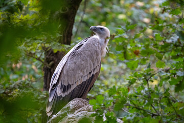 vulture in the woods