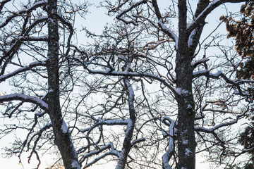 Obraz premium Close-up of bare tree branches lightly dusted with frost against a clear winter sky. Concept: seasonal details, frosty nature, winter patterns.