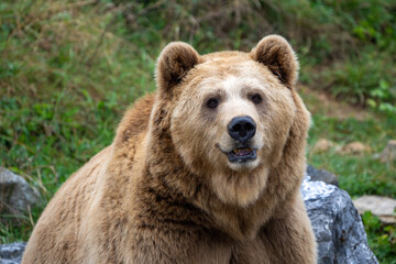 Obraz premium brown bear in the wild