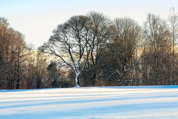 A field covered with fresh snow and bare trees, highlighted by soft morning light. Seasonal stillness, rural nature, winter landscape.