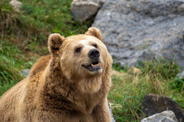 brown bear in the wild