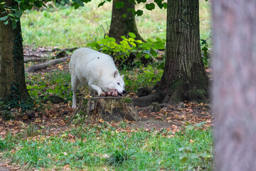 white wolf in the woods eating meat