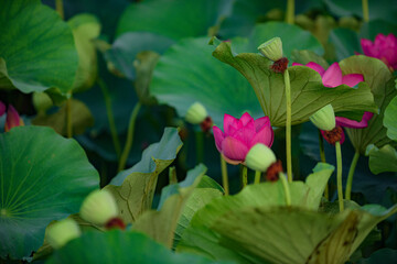 In summer, red lotus flowers are particularly bright against the backdrop of green lotus leaves