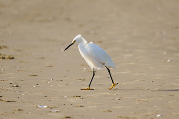 White heron or Little egret, or Egretta garzetta, walking on the beach