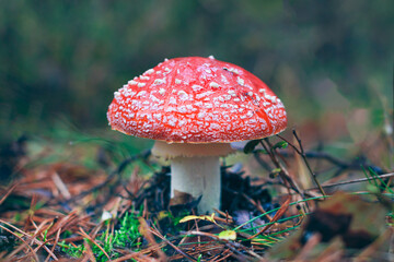 Mature Amanita Muscaria, Known as the Fly Agaric or Fly Amanita: Healing and Medicinal Mushroom with Red Cap Growing in Forest. Can Be Used for Micro Dosing, Spiritual Practices and Shaman Rituals