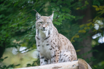 lynx in the grass