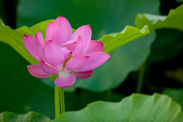 Obraz premium In summer, red lotus flowers are particularly bright against the backdrop of green lotus leaves