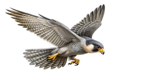 flying Peregrine falcon, falcon bird on white background.AI GENERATED