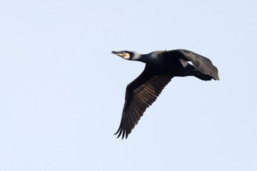 Great cormorant