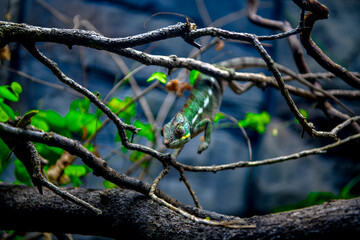 Curious chameleon clinging from a branch