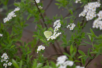 close-up of a Gonepteryx rhamni on the branches of a flowering spirea shrub among white flowers