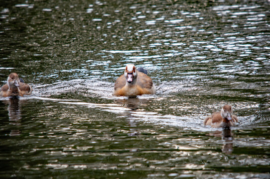 Eine Nilgans mit zwei K&uuml;ken im Wasser, die sich auf dem Weg zu einem dritten K&uuml;ken befindet