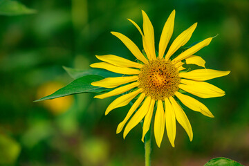 Close up of blooming sunflowers