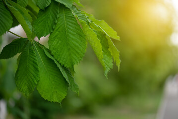 Young green leaves of chestnut tree in sunlight, spring beautiful background