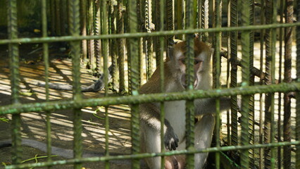 Lonely Monkey Sitting Alone in Zoo Enclosure