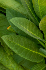 tobacco plant leaves on the plantation