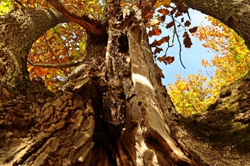 Uralte Traubeneiche (Quercus petraea) am Knorreichenstieg im Nationalpark Kellerwald