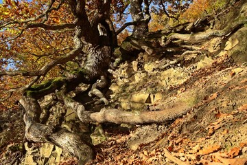 Uralte Traubeneiche (Quercus petraea) am Knorreichenstieg im Nationalpark Kellerwald