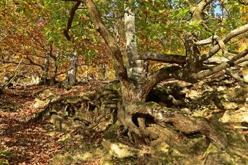 Uralte Traubeneiche (Quercus petraea) am Knorreichenstieg im Nationalpark Kellerwald