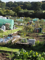 a grassy path between some allotments