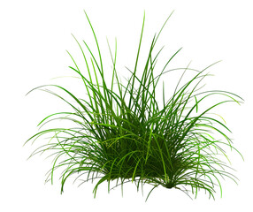 3d illustration of cymbopogon citratus grass isolated on white background