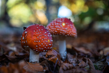 Two bright red mushrooms with white dots grow among fallen leaves in the forest, harmonious with the surroundings.