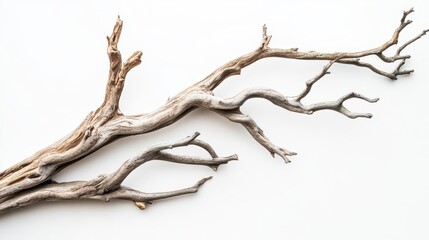 Fototapeta premium dry tree branches isolated against a clean white background, emphasizing texture and form, creating a stark yet beautiful representation of nature's resilience