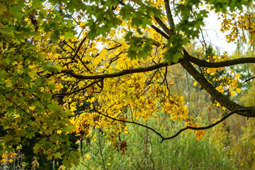 Bright yellow autumn maple leaves on a blurred natural background.