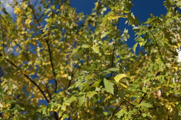 Fototapeta premium Spreading maple branches with green and yellow leaves beneath a clear sky. Autumn time.