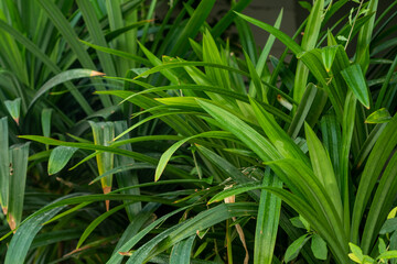 pandan leaves