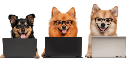 A dog using a laptop