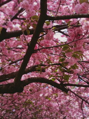 pink cherry blossom