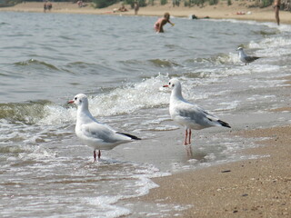 Seagulls standing at the water's edge on the beach