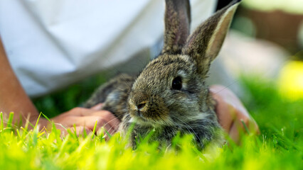 boy playing with a rabbit on green grass