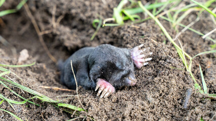 a mole fell into a trap in a garden plot