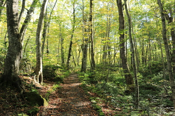 Obraz premium Japan Aomori Tsuta-nana-numa in Early Autumn