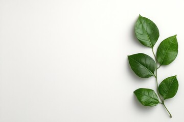 Obraz premium Green Vine on White Wall - Natural Botanical Decoration with Copy Space