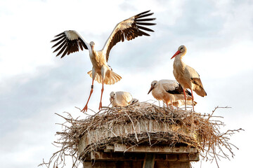 Storchennest mit Storchenpaar und Jungtieren im Abendlicht