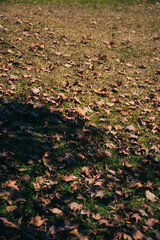 Obraz premium Qingjing Skywalk