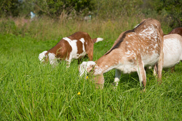 Nubian goats graze in a meadow on a summer sunny day