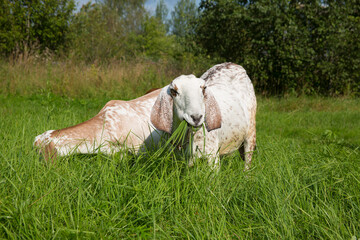 Fototapeta premium Nubian goats graze in a meadow on a summer sunny day