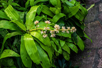 Obraz premium A close-up of tropical flowers surrounded by lush green leaves at Artis Zoo. Amsterdam, the Netherlands.