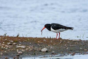 Eurasian Oystercatcher eating 