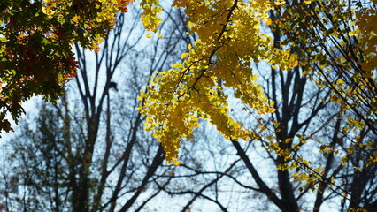The beautiful Wshington DC city view in autumn

