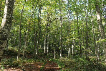Fototapeta premium Japan Aomori Tsuta-nana-numa in Early Autumn