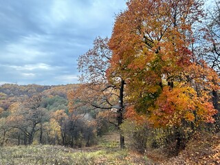 autumn trees in the park