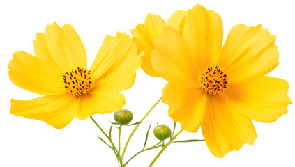 Obraz premium Yellow Cosmos Flowers on White Background