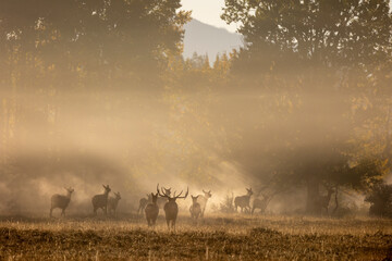 Herd of Elk at Sunrise during the Rut in Autumn in Grand Teton Naitonal Park Wyoming