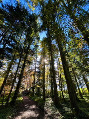 Colorful trees in autumn, seen from underneath, sun shining through, blue sky in the background